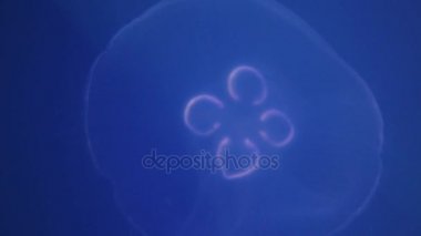 Işık ışınları parıldayan denizanası