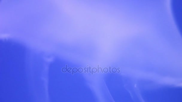 Os tentáculos de água-viva em um fundo azul close-up — Vídeo de Stock