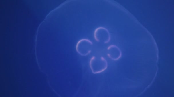 Medusas brillando en los rayos de luz — Vídeo de stock