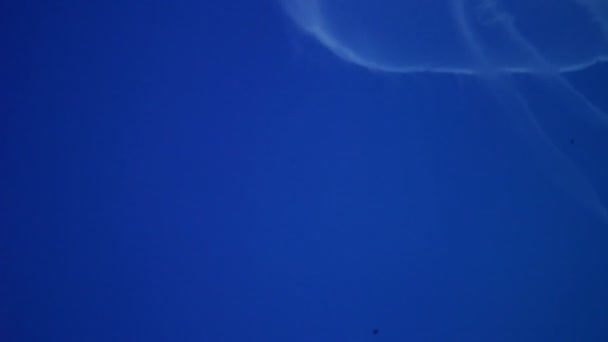 漂浮在海洋中的水母的背景 — 图库视频影像