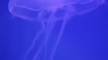 Mavi arka plan karede sallayarak tentacles ile denizanası yüzüyor