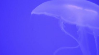 Mavi arka plan karede bir denizanası yüzen