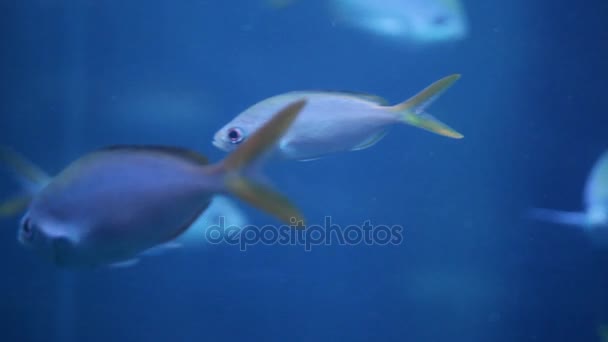 Um pequeno cardume de peixe em fundo azul no aquário — Vídeo de Stock