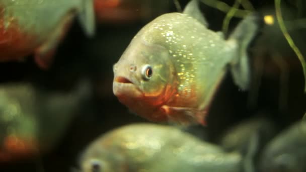 A flock of piranhas in the aquarium — Stock Video