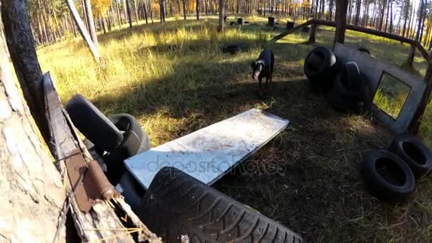 Dog Doberman salta a través de la barrera, en el campo de entrenamiento — Vídeo de stock