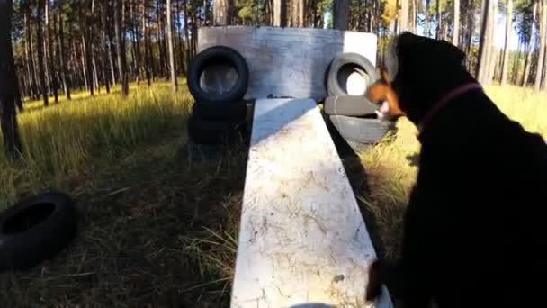 Doberman salta lentamente una barrera, en una zona forestal para el entrenamiento, una vista de la primera persona — Vídeos de Stock