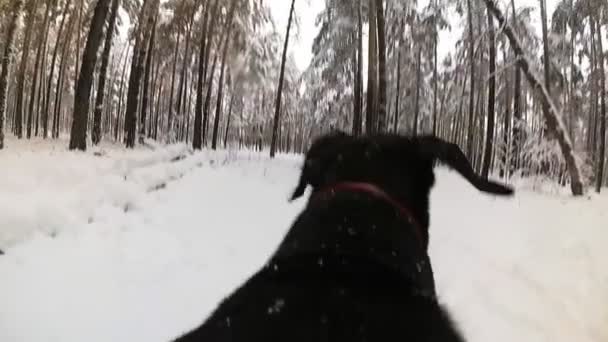 Pies biegnie w lesie w zimie z kamerą na plecach — Wideo stockowe