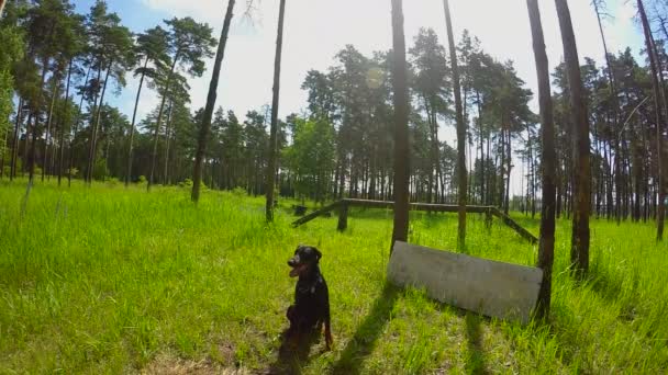 Dog Doberman salta a través de la barrera en el sitio para entrenar — Vídeo de stock