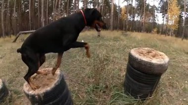 Ormanda, anıta Kaide atlama Doberman köpek eğitim eğitim zemin