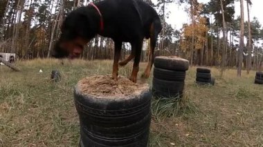 Doberman stand stand oyun alanında eğitim köpekler atlar.