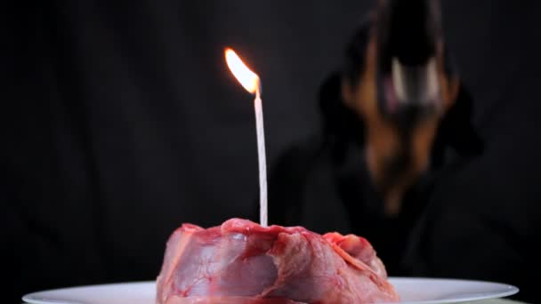 De hond probeert te blazen met een kaars in een feestelijk stuk vlees — Stockvideo