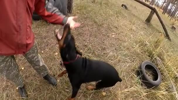 El perro juega con el dueño, el Doberman se volvió loco — Vídeos de Stock