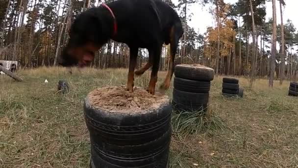 Doberman άλματα από περίπτερο σε περίπτερο, εκπαίδευση σκύλων στην παιδική χαρά — Αρχείο Βίντεο