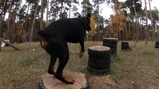 Doberman salta de la cabecera a la mesita de noche, entrenando perros en el bosque — Vídeos de Stock