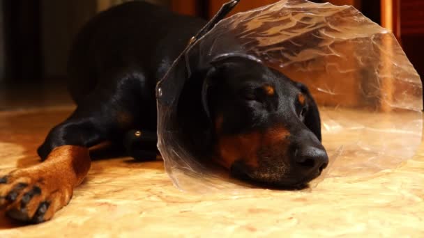 Tired dog in a medical cone collar on the floor — Stock Video