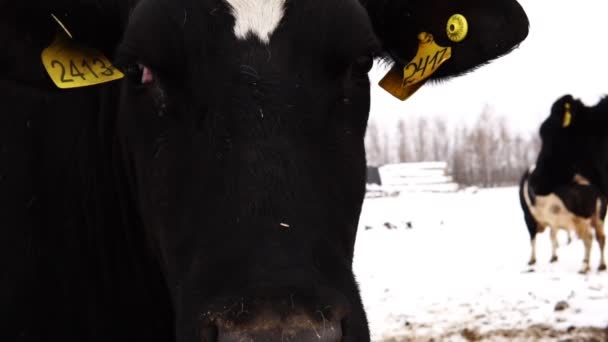 Cabeza de vaca con el número en la oreja de cerca — Vídeos de Stock