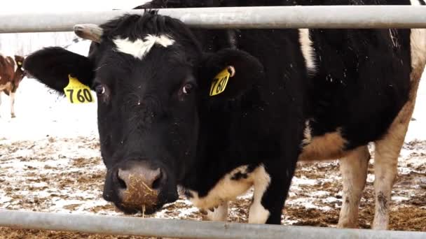 Głowa krowy z numerem na uchu forsować ogrodzenie — Wideo stockowe