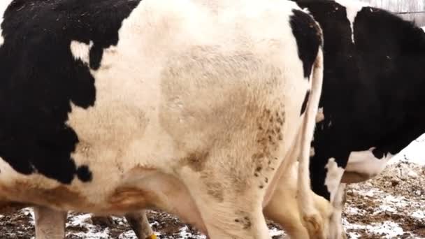 Vacas blancas y negras sucias pasan por la cámara en diferentes direcciones — Vídeos de Stock