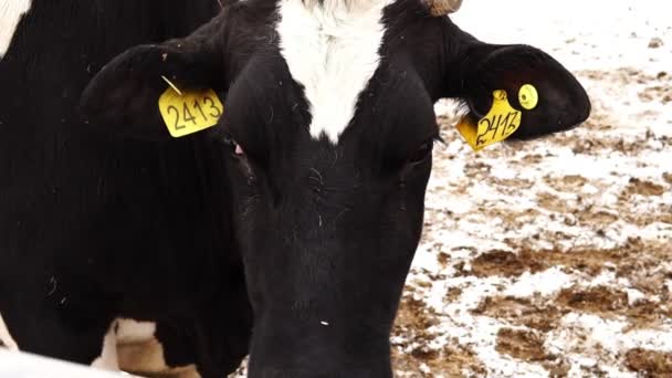 Cabeza de vaca negra y blanca con número en la oreja de cerca — Vídeos de Stock