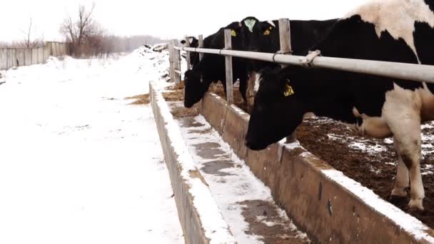 Vacas hambrientas en la granja buscando comida en el comedero — Vídeos de Stock