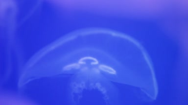 Medusa mavi bir arka plan üzerinde başıboş