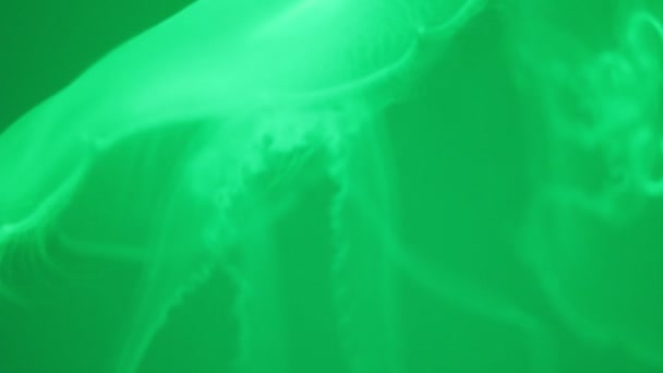 A csápok, a medúza zöld