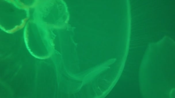Bir yeşil ışık arka plan closeup yüzen denizanası — Stok video