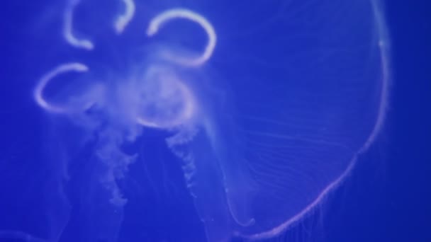 A kék háttér Vértes medúza