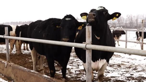 Vacas pretas e brancas sujas na fazenda no inverno — Vídeo de Stock