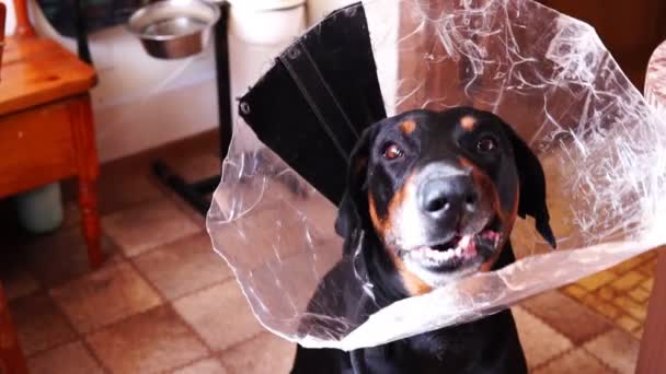 Câine în con de protecție guler mănâncă morcovi — Videoclip de stoc