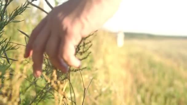 Homem toca suavemente a grama no campo enquanto caminha — Vídeo de Stock