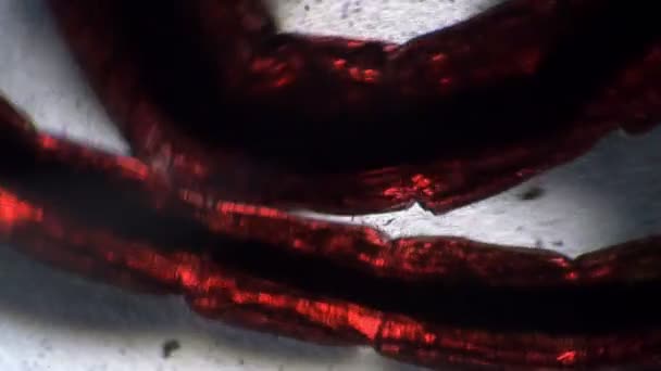 Η κόκκινη προνύμφη του κουνουπιού είναι ημιδιαφανής στο μικροσκόπιο. — Αρχείο Βίντεο