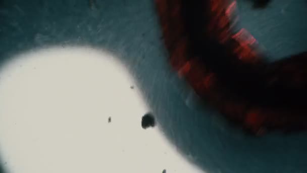 Rode wormmot kronkelt in de lichtstralen in een microscoop — Stockvideo