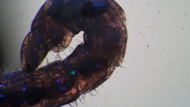 Прозрачная личинка комара Chaoborus перемещается на белом фоне под микроскопом — стоковое видео