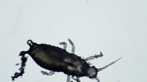 Beetle parasite living on houseplants in microscope — Stock Video