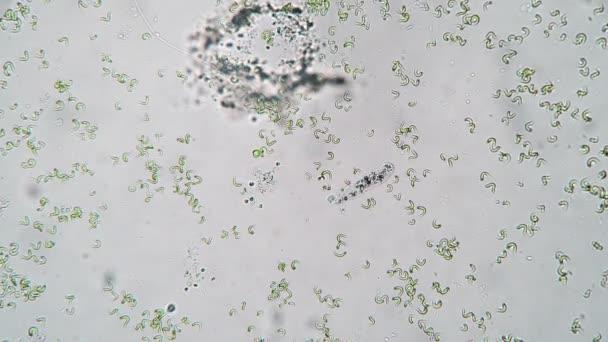 La ameba se mueve rápido en una gota de agua timelapse — Vídeo de stock