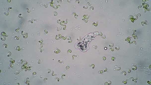 Amoeba movendo-se na água entre as algas close-up — Vídeo de Stock