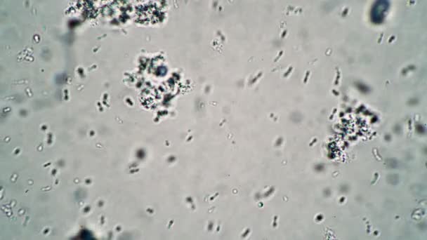 Fluxo infinito de micro lactobactérias em loop fundo — Vídeo de Stock