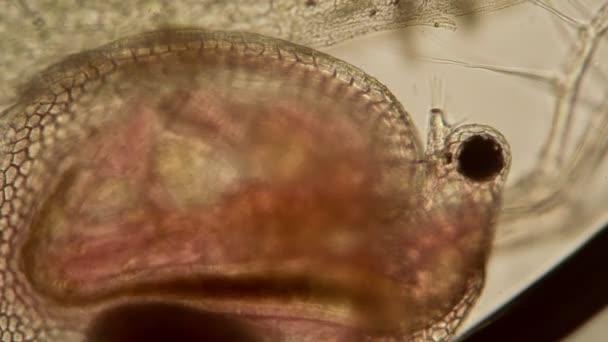 Daphne close-up with transparent organs in the microscope — Stock Video