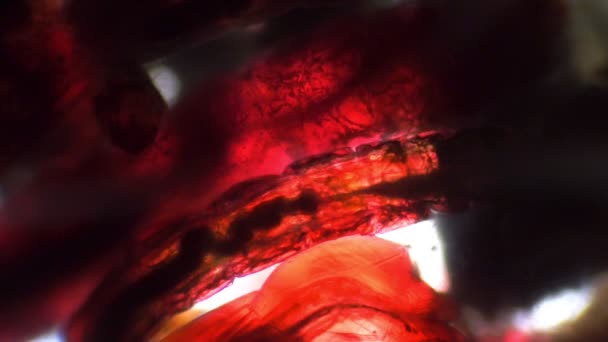 Röd bakgrund av levande maskkroppar under ett mikroskop — Stockvideo