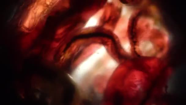 Larves de moustiques rouges à la lumière d'un microscope de laboratoire — Video