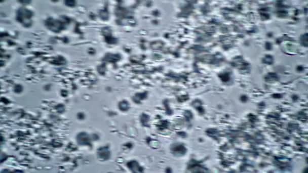 Badania i poszukiwanie bakterii mlecznych pod mikroskopem — Wideo stockowe