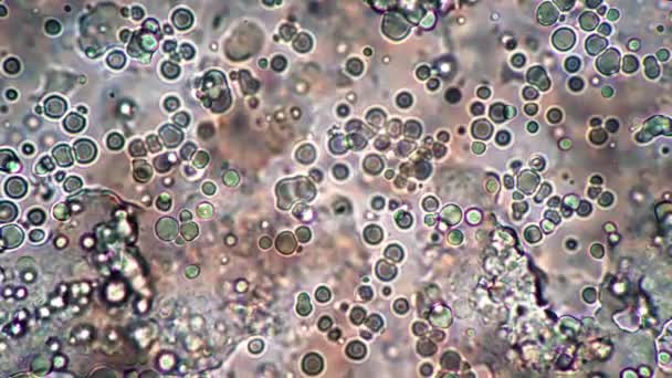 Микрофлора ферментированного молока айран является сферической молочной кислоты бактерии — стоковое видео