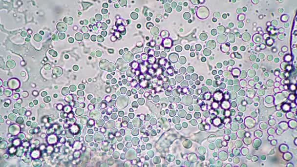 Bright microcosm of lactobacilli under the microscope — Stock Video
