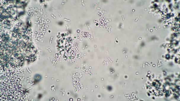 Mikroskopisch kleine Milchbakterien schweben im Sauerteig im Mikroskop — Stockvideo