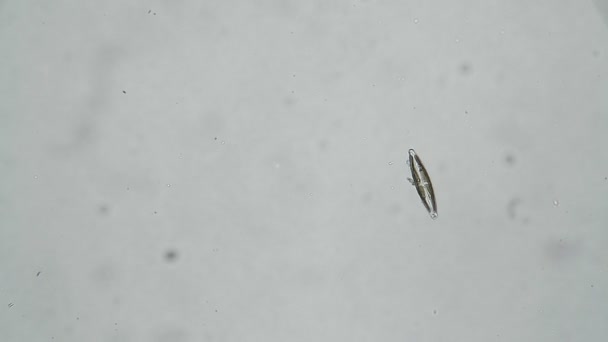 Diatomeeën algen cymbella drijvend in water op een witte achtergrond in een microscoop — Stockvideo