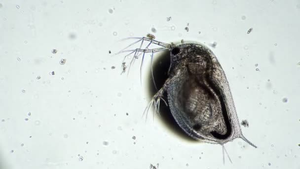 La Daphnia crustácea transparente bajo el aumento del microscopio — Vídeo de stock