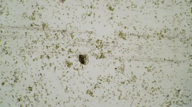 Influoria Stylonychia mytilus bir damlada dolaşır ve protozoa ile beslenir.