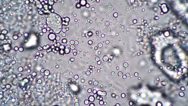 Велике скупчення круглих лактобактерій у молочному розчині в мікроскопі — стокове відео