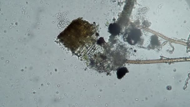 Rotifer abruptly hides in the seaweed then gets out again — 비디오
